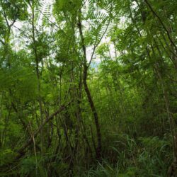 PB134294_baku_12__TP_V